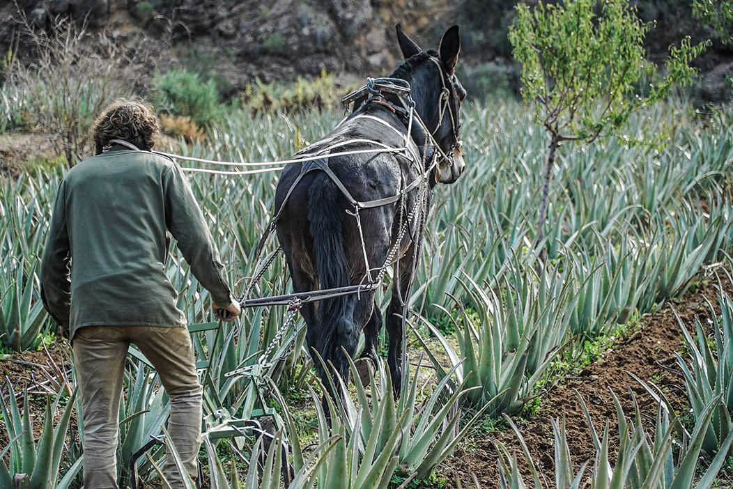 Πώς καλλιεργείται η Aloe Platinum