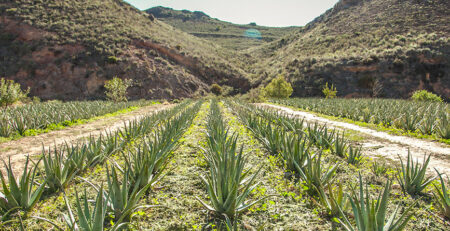 Πώς καλλιεργείται η Aloe Platinum
